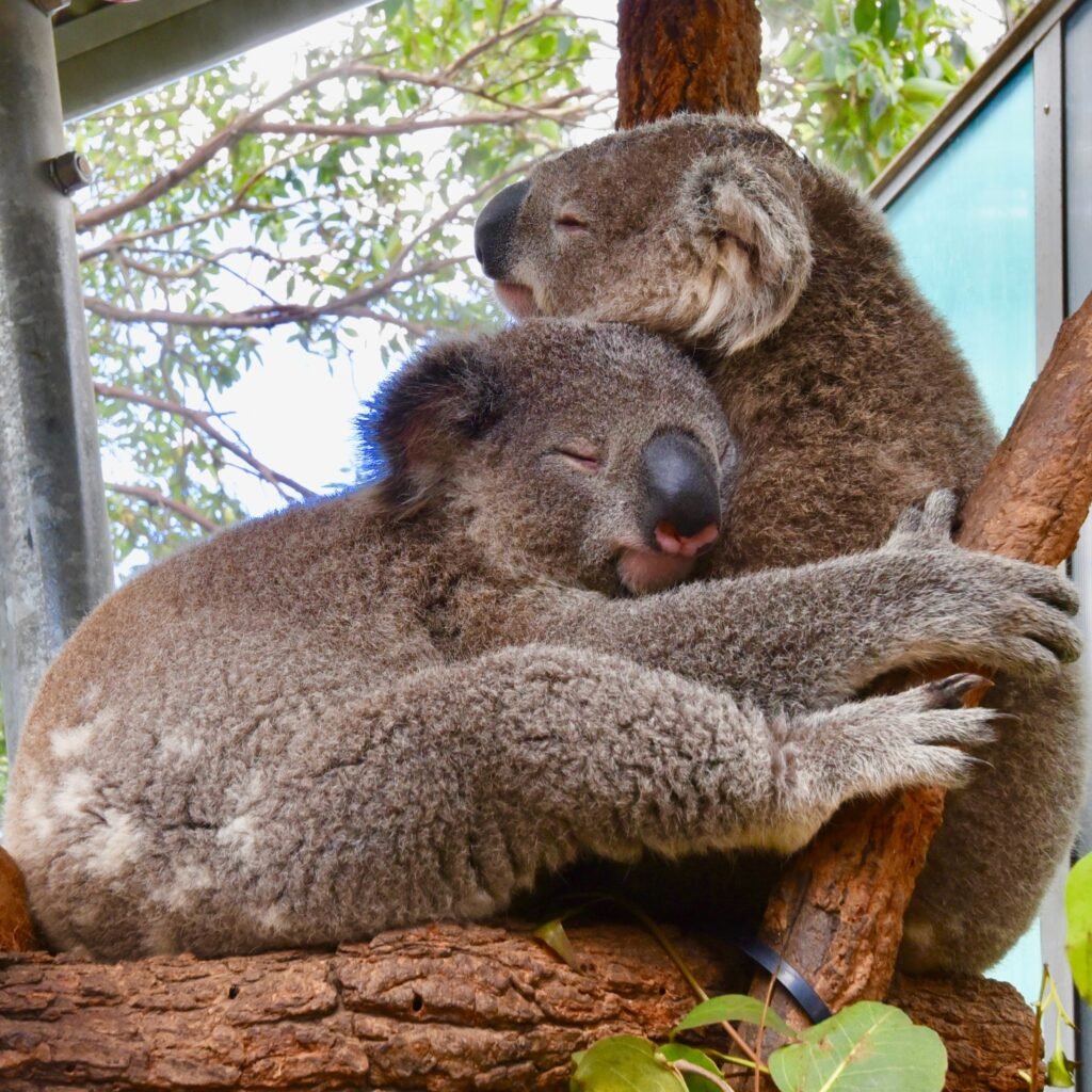 Dos koalas abrazándose en una rama.